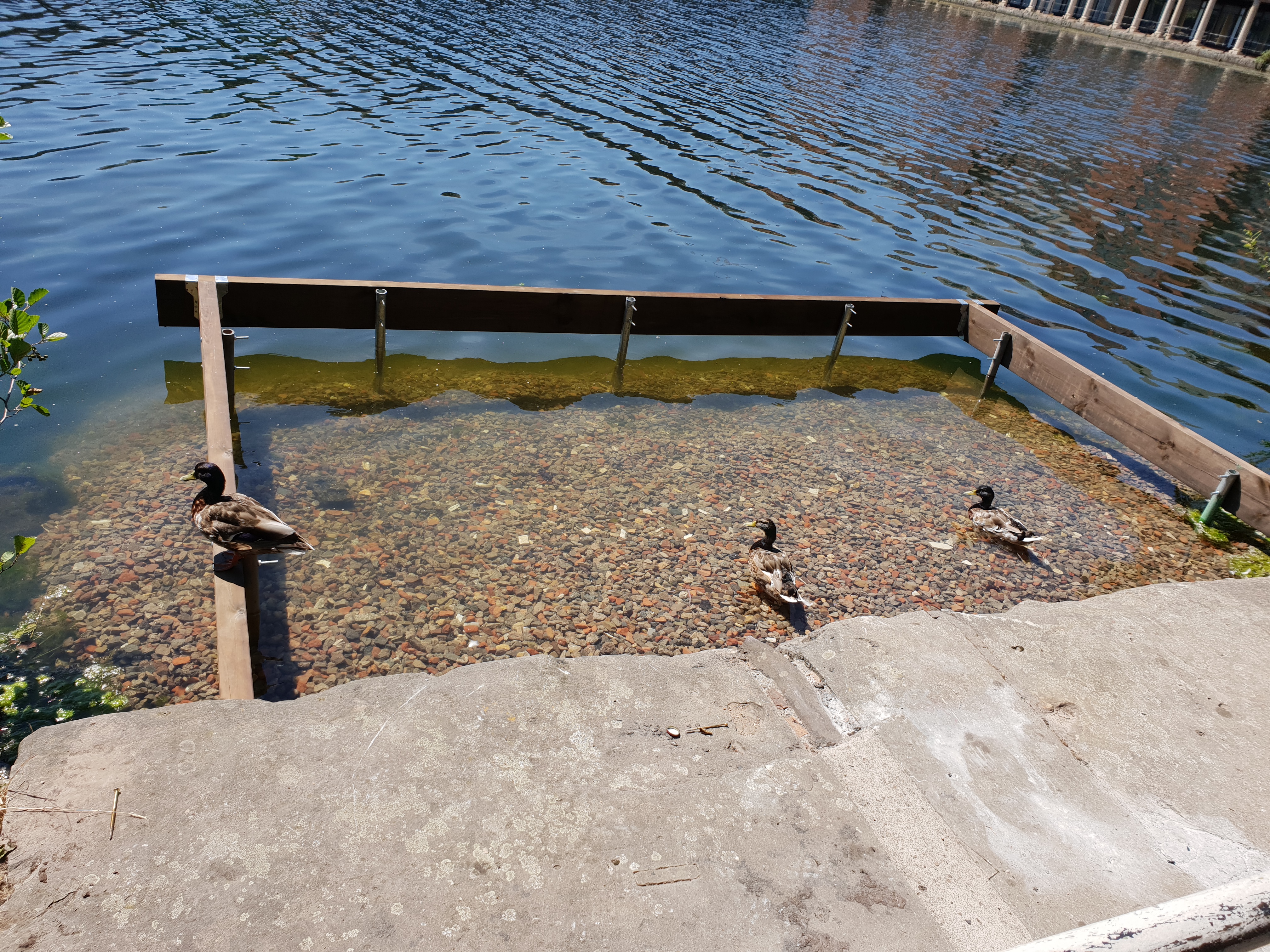 Ducks on pontoon